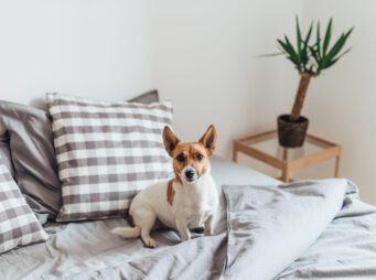 Adorable dog in bed