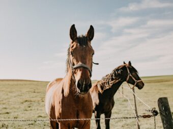 horses-2022-11-10-18-21-30-utc